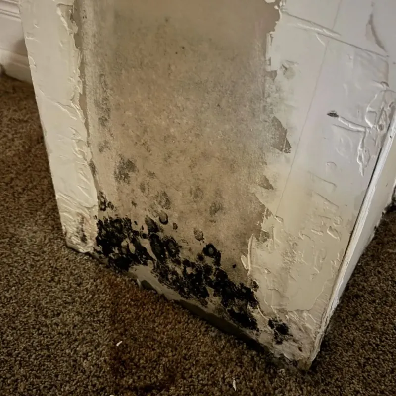 Professional Mold Removal in Hancock County, IL